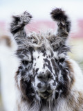Portrait of a Llama  Estancia Rio Penitente  Near Punta Arenas  Patagonia