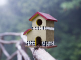 Bird House on Levada Do Furado Levada Walk