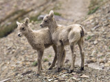 Young Mountain Goats