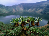 Crater Lake on Visoke Volcano  with Distinctive Groundsel Trees