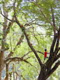 Keeper Climbing Tree at Masae Elephant Camp