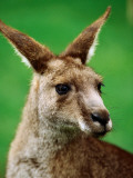 Portrait of an Eastern Grey Kangaroo