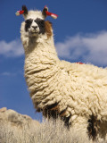 Alpaca (Vicugna Pacos)