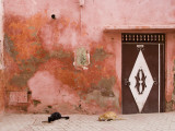 Cats in Medina