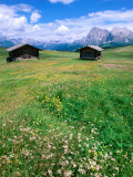 Alpine Meadow with Sasso Lungo  Alpe Di Susi  Dolomites