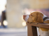 Dog Resting
