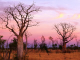 Boab Trees