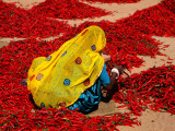Woman Sorting Red Chillies