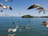 Birds Flying Along Ferry Ride Between Peninsula De Nicoya and Puntarenas