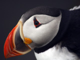 Puffin on Snaefellsnes Peninsula