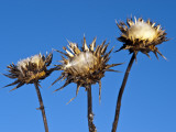 Thistles