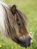 Shetland Pony at Gott Farm