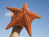 Person Holding Up Large Starfish at Curacao Sea Aquarium  Bapor Kibra