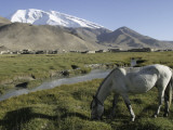White Horse Infront of a Snow Capped Muztagh Ata at Lake Karakul  Near Kashgar