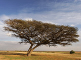 Acacia Raddiana Tree in the Negev Desert