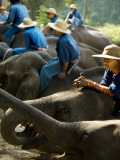 Elephants Laying Down with their Guides Atop at a Chiang Mai Elephant Camp