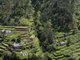 Overhead of Hillside Terraces