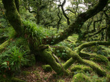 Wistmans Wood Near Two Bridges