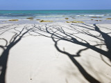 Shadow of Trees on Deserted Beach
