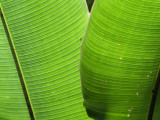 Leaf Fronds