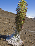 Blooming Silversword (Ahinaahina) Plant in Crater