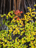 Autumn Colour of Deciduous Beech (Nothofagus Gunnii)  Lake Fenton