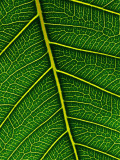 Peepal Leaf