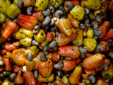 Fermenting Cashew Fruits  with Nut Attached  to Make Fenny at Sahakari Spice Farm  Ponda