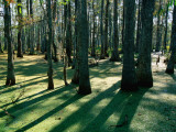 Bald Cypress Swamp in Big Bayou Black