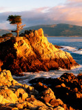 Cypress Tree in Coastal Cliff