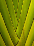 Detail of Palm Leaf