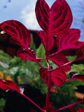 Close Up of One of the Tropical Plant Species Found in the Botanical Gardens of Rio De Janeiro