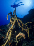 Diver Silhouette over Reef with Large Stand of Scattered Pore Rope Sponge