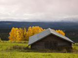 Traditional Wooden Barn  Yellow Aspens and Fjells with First Snow in Autumn