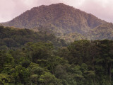 Rainforest on Mountain Slopes