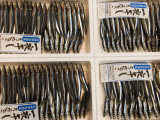 Fish for Sale at Tsukiji Central Fish Market