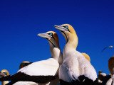 Cape Gannets at Colony