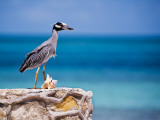 Adult Yellow-Crowned Night-Heron at Barracuda's  Cape Eleuthera