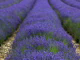 Lavender Fields