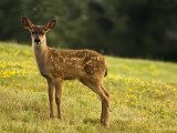 Newborn Fawn
