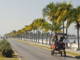 Horse Cart Bus Going Down Palm Tree-Lined Paseo Del Prado