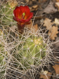 Claret Cup Cactus in Bloom