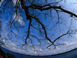 Ceiba Tree on Bank of Cano Piacoa (Piacoa Channel) at Delta Del Orinoco's Southern Edge