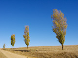 Poplars Lining a Rural Driveway