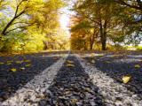 Autumn Leaves on Old Federal Highway