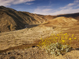 Brittlebush Blooming in Spring at Darwin Canyon Near Panamint Valley