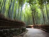 Bamboo Forest Walkway  Arashiyama District