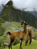 Llama at Machu Picchu