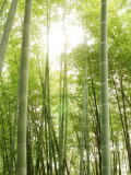 Bamboo Forest at Fushimi Inari Shrine