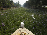 Water-Hyacinth Clogged Canal Between Alappuzha and Kottayam